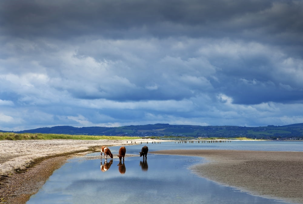 Calves on the The Cunnigar Dungarvan Bay County Waterford Ireland Canvas Art - Panoramic Images (36 x 24)