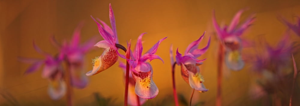 Calypso Or Snapdragons Near Teslin Yukon Canvas Art - Robert Postma Design Pics (23 x 8)