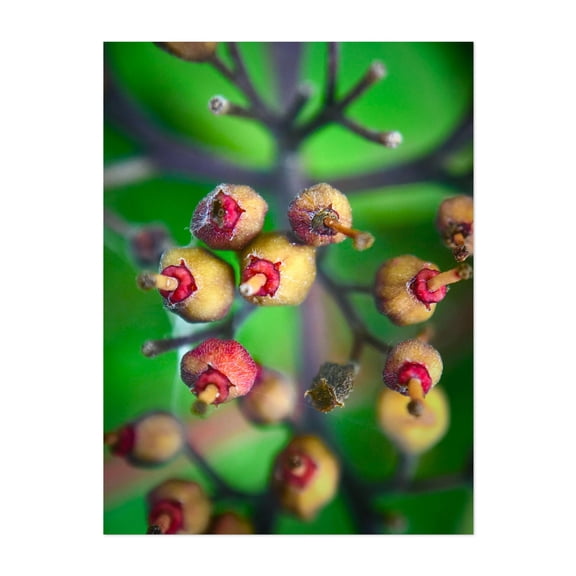 Calyptranthes - Ferrisburgh Vermont Photography Botanical Nature Abstract Floral Surrealism Modern Art Unframed Wall Art Print 5 x 7 inches
