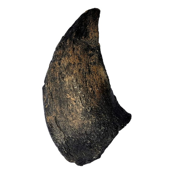Camarasaurus Claw Replica - Museum Quality Dinosaur Fossil Reproduction - 11.5"