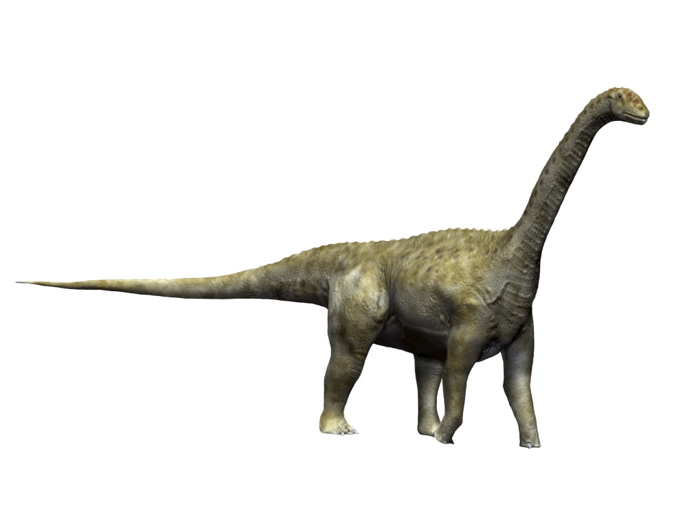 Camarasaurus dinosaur Canvas Art - Nobumichi TamuraStocktrek Images (17 x 13)