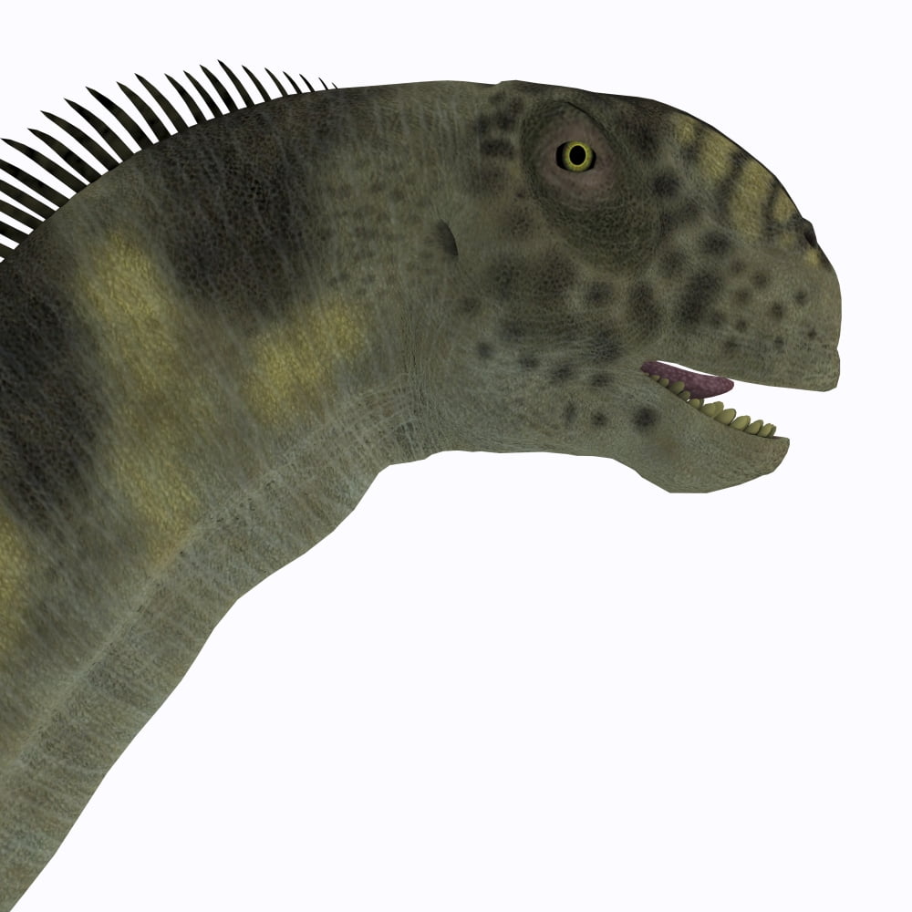 Camarasaurus dinosaur head Canvas Art - Corey FordStocktrek Images (29 x 29)