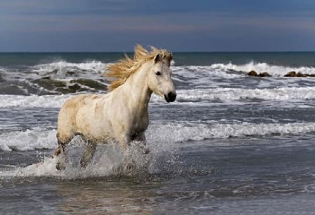 Camargue Horse in the Surf Canvas Art - Adam Jones DanitaDelimont (36 x 24)