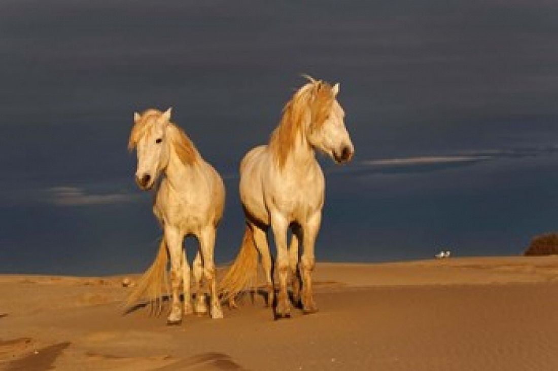 Camargue Horse on Beach at Sunrise Canvas Art - Adam Jones DanitaDelimont (26 x 18)