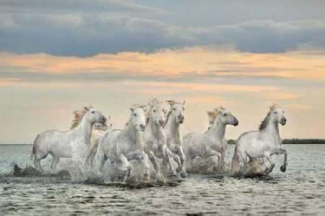 Camargue Horses - France Canvas Art - Xavier Ortega (12 x 18)