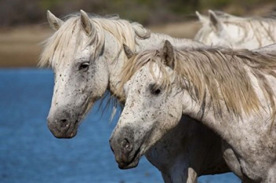 Camargue Horses Run through Water Canvas Art - Brenda Tharp DanitaDelimont (26 x 18)