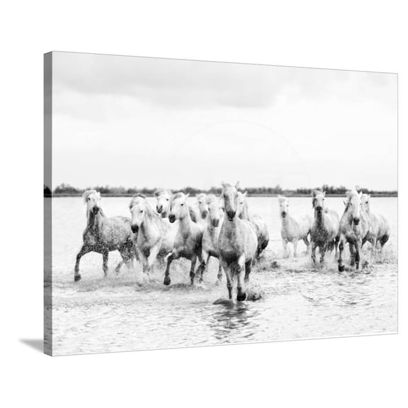 Camargue White Horses Galloping Through Water, Camargue, France, Animals Stretched Canvas Wall Art by Nadia Isakova Sold by Art.Com