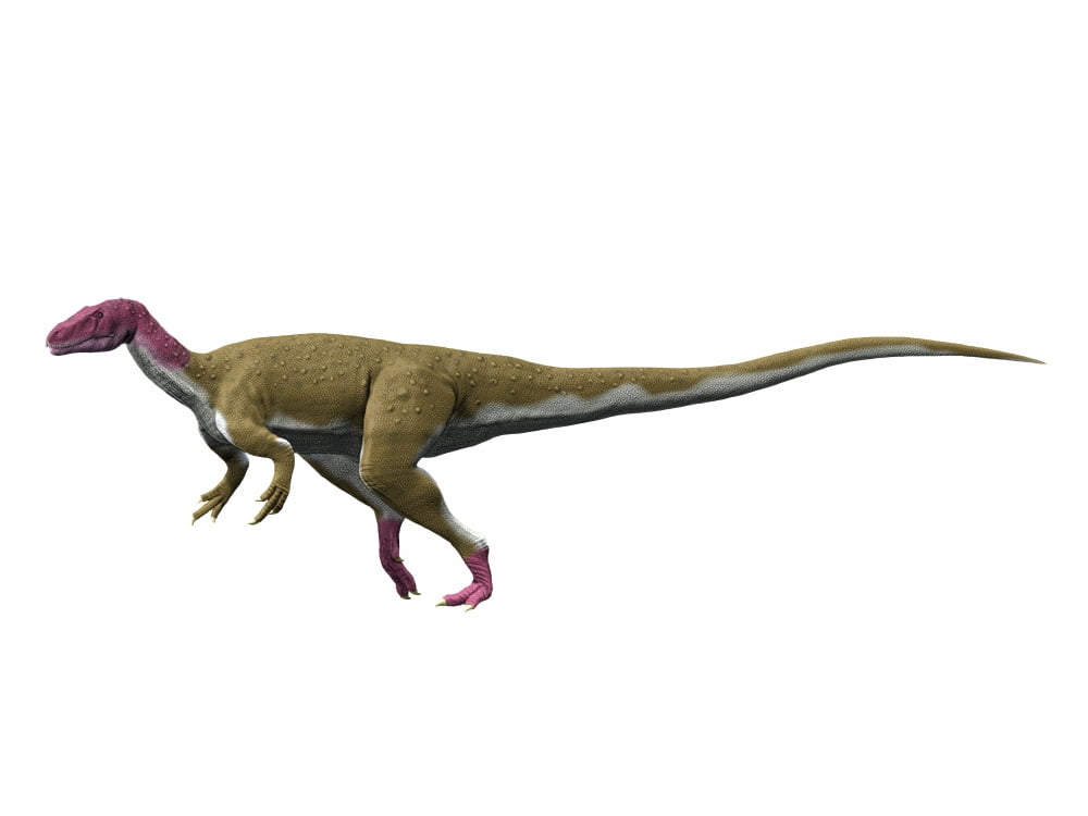 Camarillasaurus cirugedae Early Cretaceous of Spain Canvas Art - Nobumichi TamuraStocktrek Images (17 x 13)