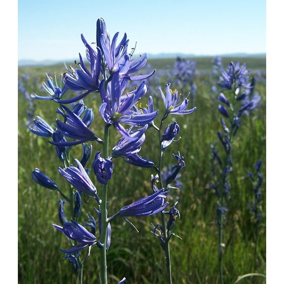 Camas Lily - Camassia quamash - 20 Bulbs - Very Hardy - 6/ + cm Bulbs