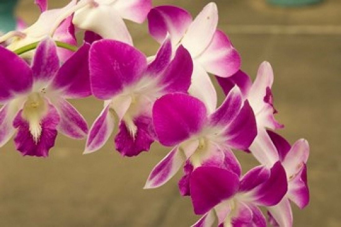 Cambodia Phnom Penh Royal Palace Orchids Canvas Art - Inger Hogstrom DanitaDelimont (36 x 24)