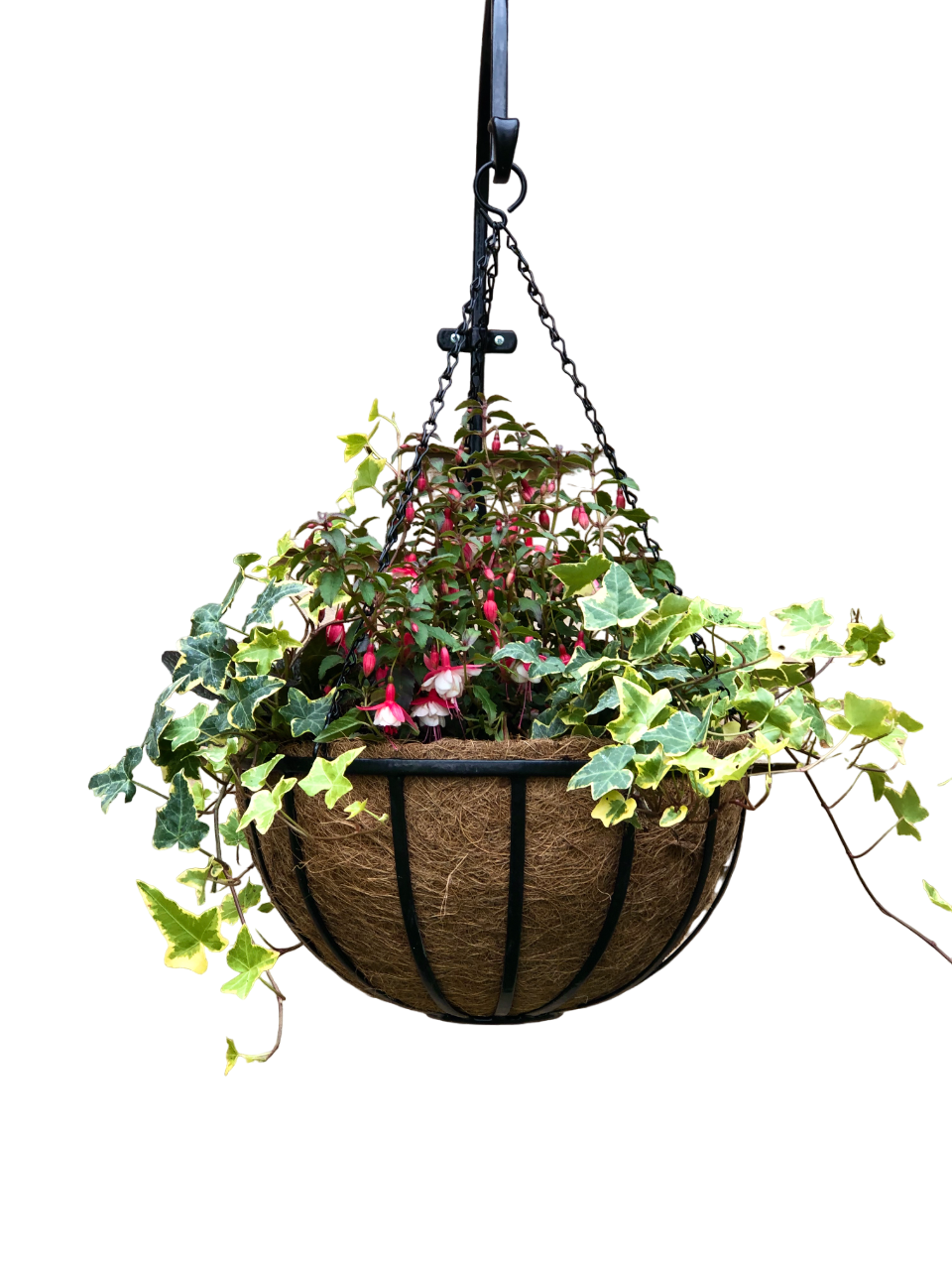 Cambridge Premium 16" Hanging Planters with Coco Liner
