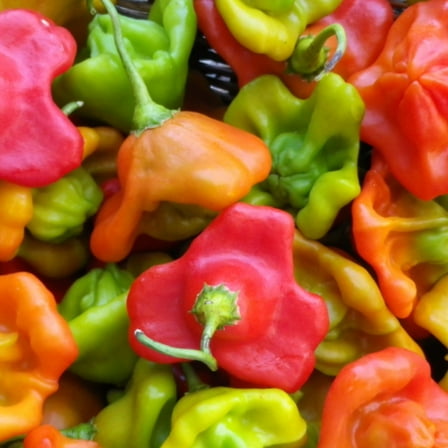 Cambuci Pepper 300 Mg ~52 Seeds – Capsicum baccatum—Organic, Heirloom, Non-GMO—Medium Heat 4000-6000 SHU—Unique Flying Saucer Shape—Sweet & Fruity Flavor—Great for Salsa, Jam, Stuffing