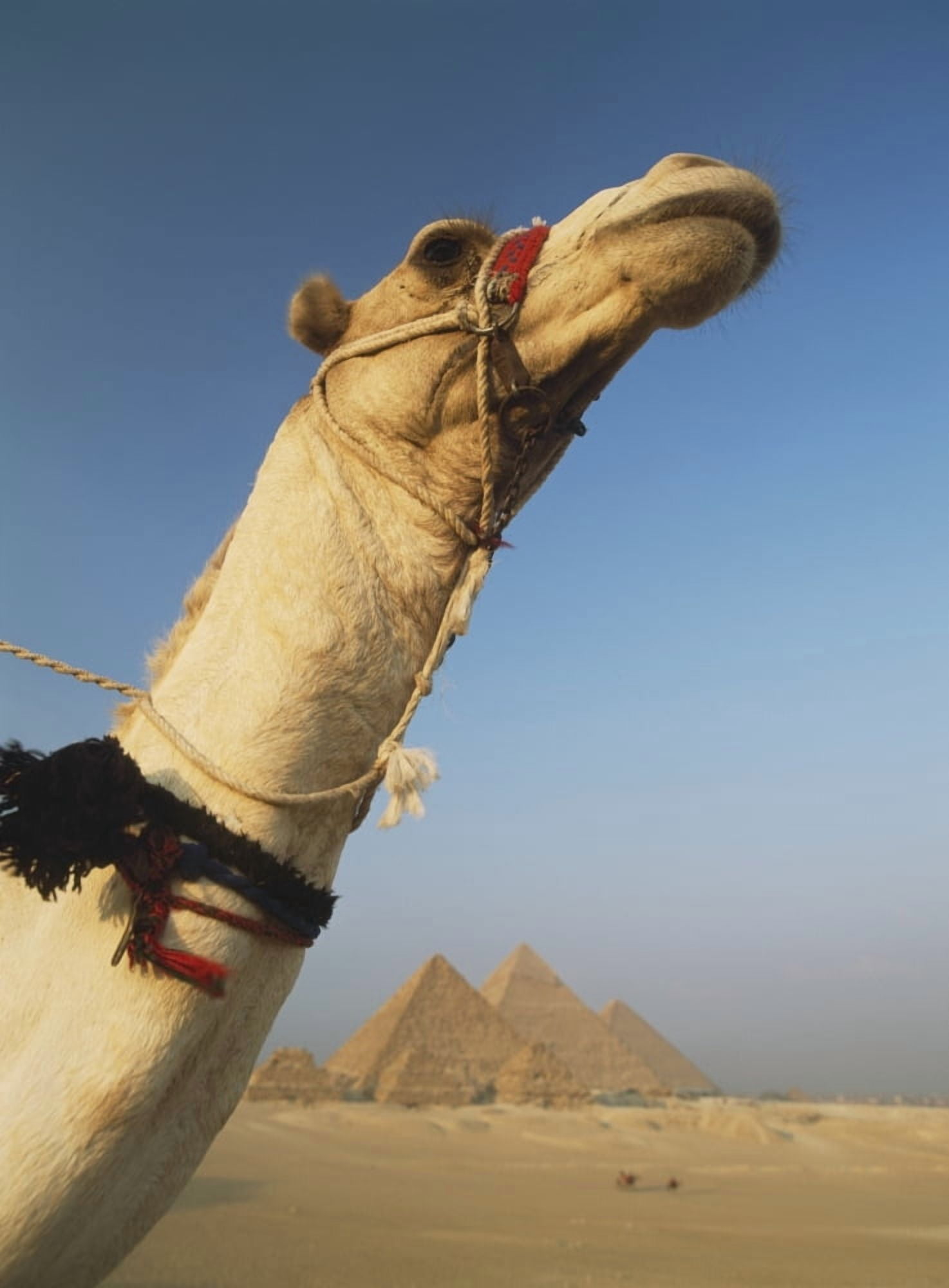 Camel And Great Pyramids Of Giza Canvas Art - Ian Cumming Design Pics (26 x 36)