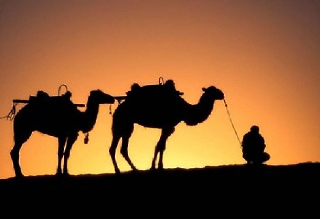Camel Caravan Silhouette at Dawn Silk Road China Canvas Art - Keren Su DanitaDelimont (18 x 12)