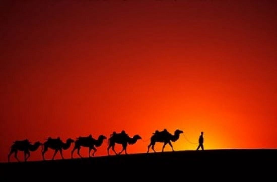 Camel Caravan at Sunrise Silk Road China Canvas Art - Keren Su DanitaDelimont (18 x 12)