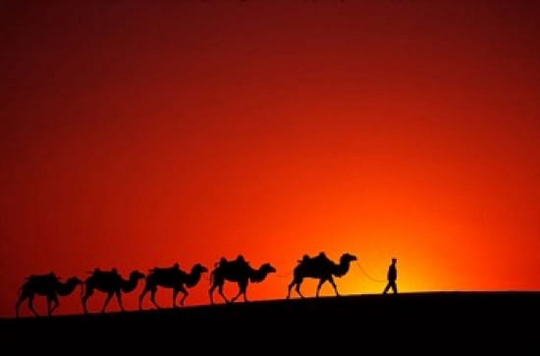 Camel Caravan at Sunrise Silk Road China Canvas Art - Keren Su DanitaDelimont (36 x 24)