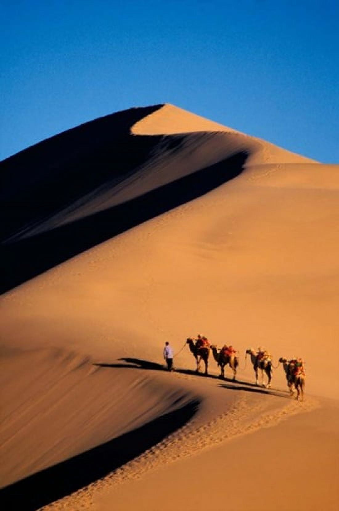 Camel Caravan with Sand Dune Silk Road China Canvas Art - Keren Su DanitaDelimont (12 x 17)