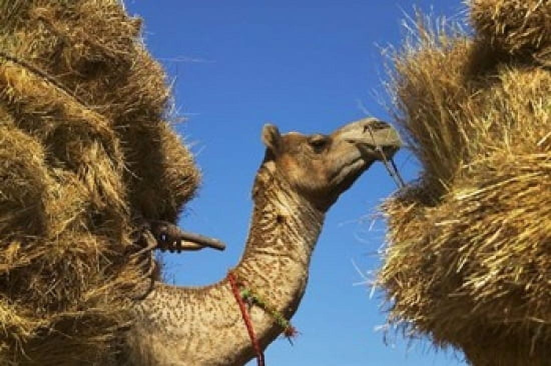 Camel Carrying Straw Pushkar Rajasthan India Canvas Art - Keren Su DanitaDelimont (36 x 24)