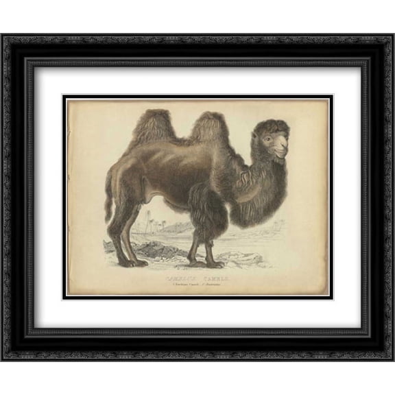 Camel Dromedary 2x Matted 24x20 Black Ornate Framed Art Print by PI Collection