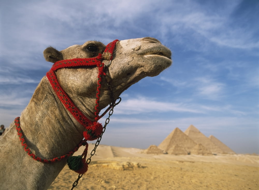Camel In Front Of Great Pyramids Of Giza Canvas Art - Ian Cumming Design Pics (18 x 13)