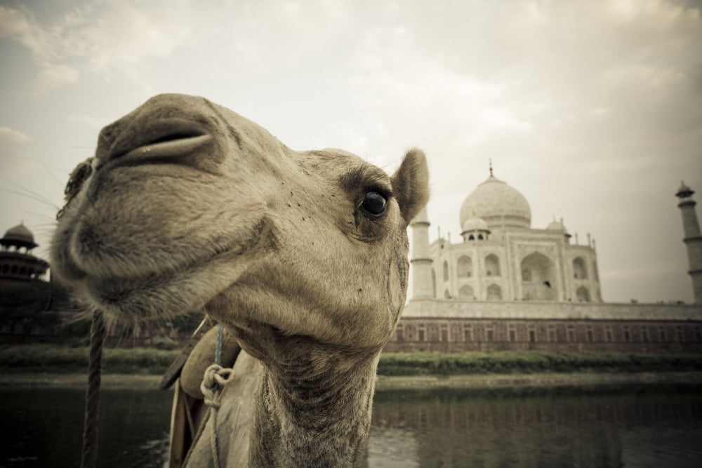 Camel In Front Of The Yamuna River And Taj Mahal Taj Mahal Agra India Canvas Art - David DuChemin  Design Pics (38 x 24)