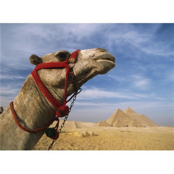 Camel In Front of Great Pyramids of Giza Poster Print, 36 x 26 - Large