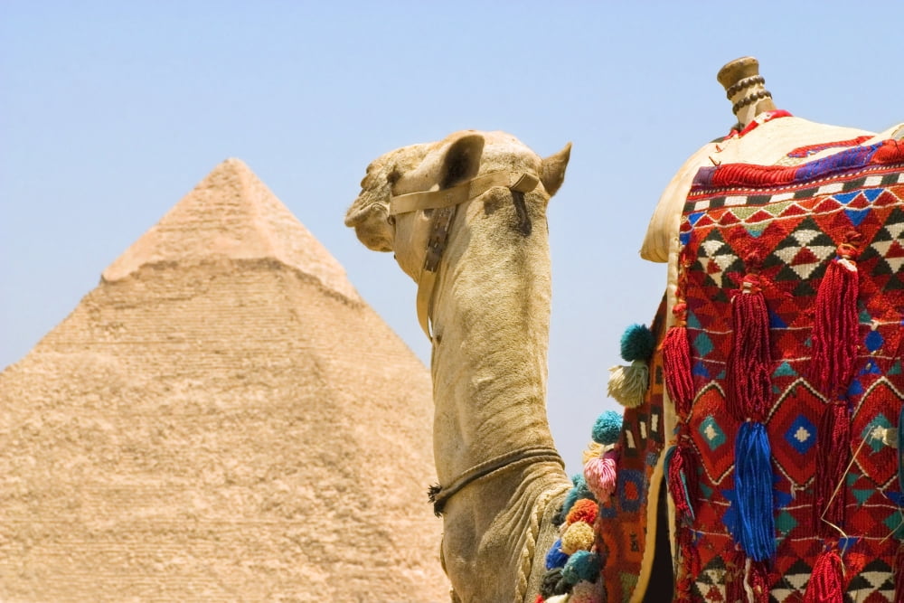 Camel Near A Pyramid Giza Egypt Canvas Art - Chris and Kate Knorr Design Pics (17 x 11)