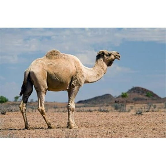Camel Near Stuart Highway Outback Northern Territory Australia Print by David Wall