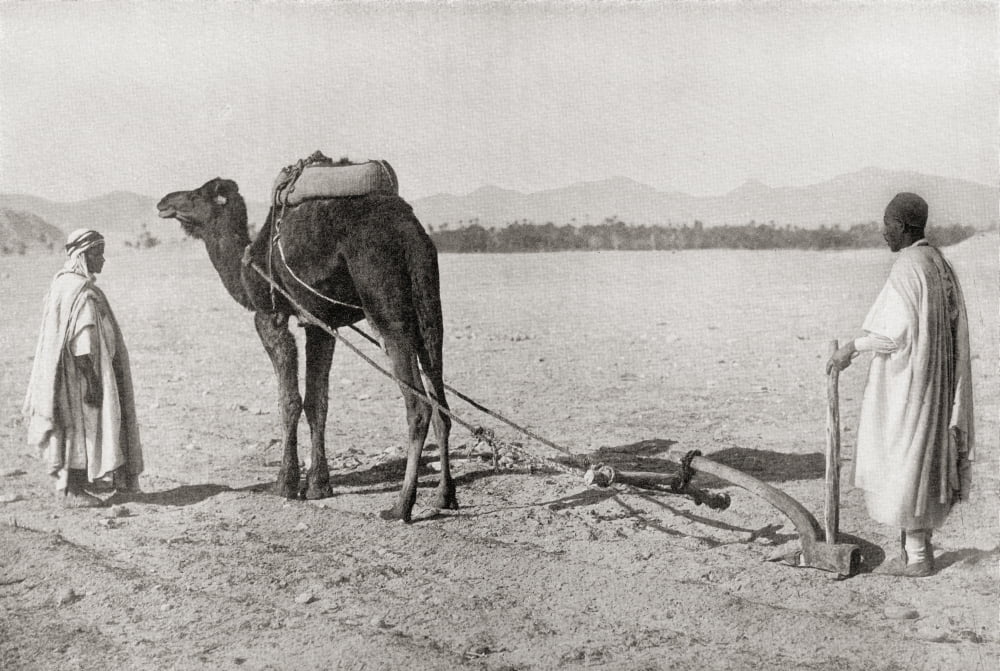 A Camel Plow Being Used In Algiers Algeria North Africa In The Early 20Th Century From The Living Animals Of The World Published C1920 Canvas Art - Ken Welsh Design Pics (18 x 12)