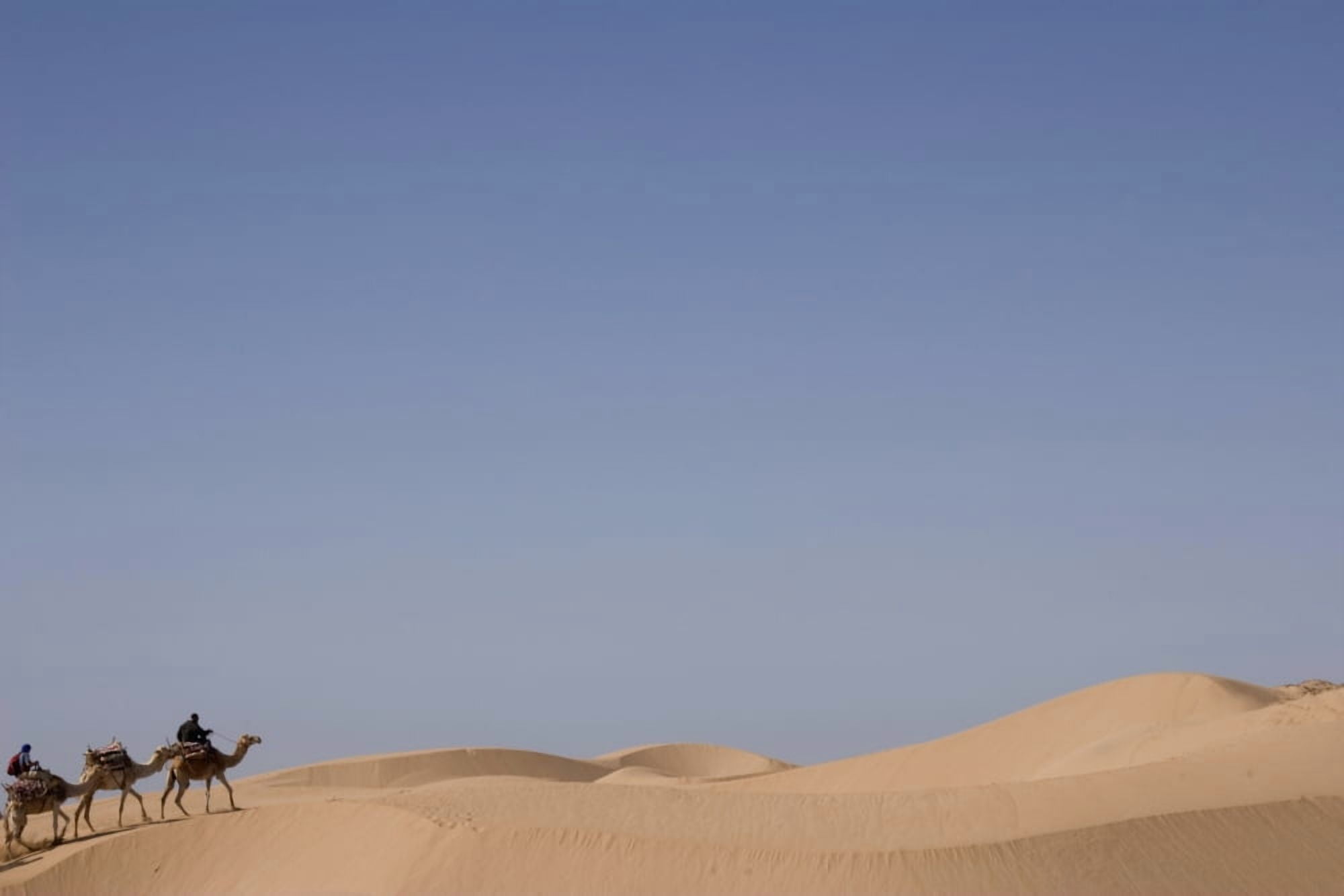Camel Trek On Sand Dunes Canvas Art - Natalie Pecht Design Pics (38 x 24)