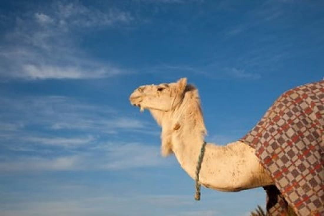 Camel Tunisia Canvas Art - Walter Bibikow DanitaDelimont (24 x 15)