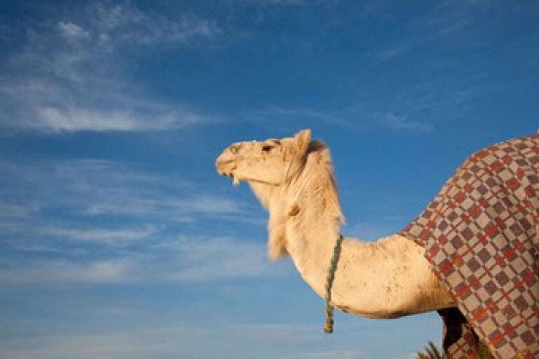 Camel Tunisia Canvas Art - Walter Bibikow DanitaDelimont (35 x 23)