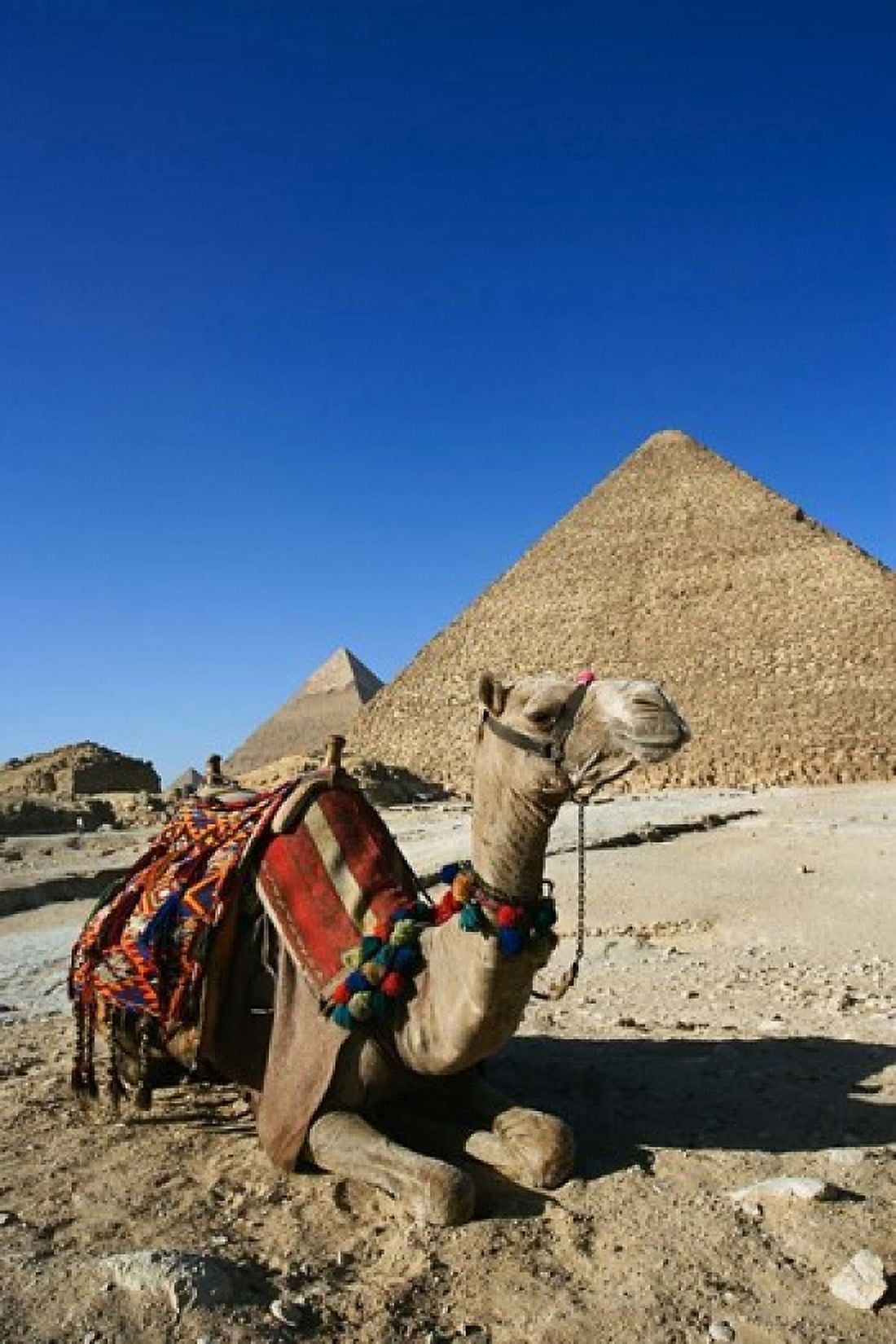 Camel at Cheops The Great Pyramid Khafre or Chephren Canvas Art - Adam Jones DanitaDelimont (24 x 35)