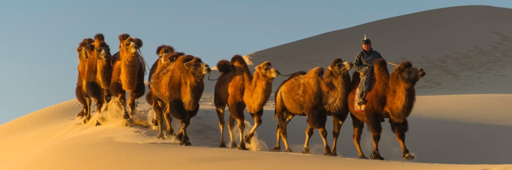 Camel caravan in a desert Gobi Desert Independent Mongolia Canvas Art - Panoramic Images (12 x 36)