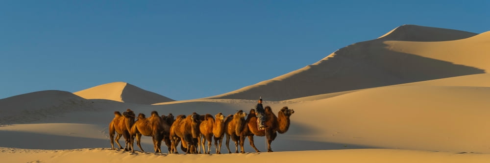 Camel caravan in a desert Gobi Desert Independent Mongolia Canvas Art - Panoramic Images (6 x 18)