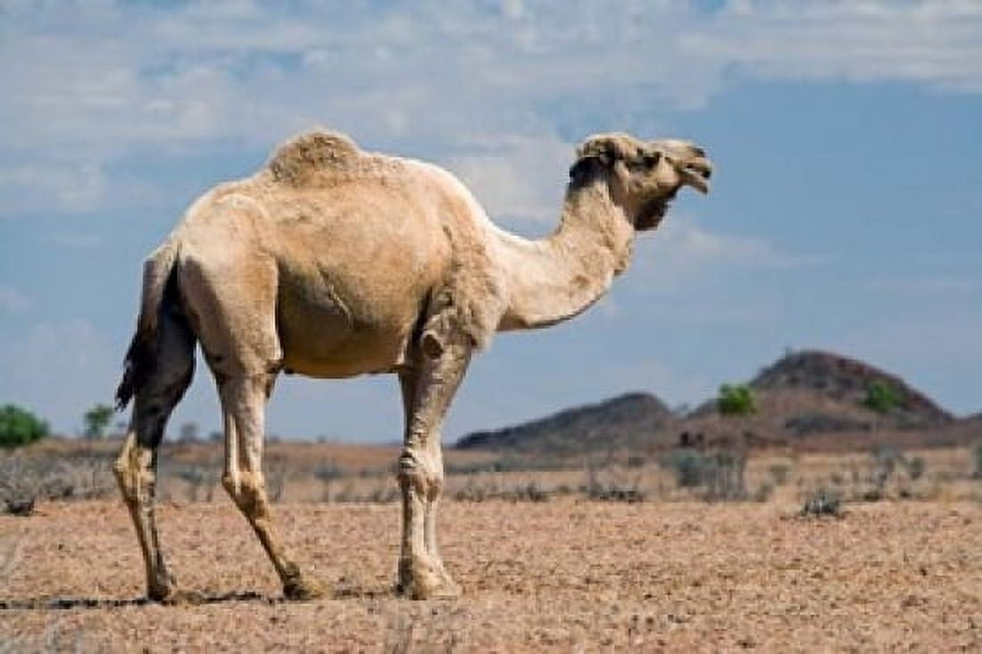 Camel near Stuart Highway Outback Northern Territory Australia Canvas Art - David Wall DanitaDelimont (36 x 24)