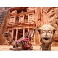 thumbnail image 1 of Camel, 1 of 1