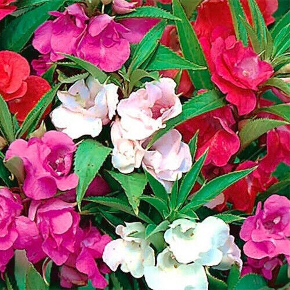 Camelia Flowered Mix Impatiens Seeds 50 1,000 Seeds NonGMO