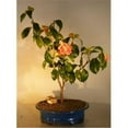 thumbnail image 1 of Camellia Bonsai Tree - Camellia Japonica, 1 of 1