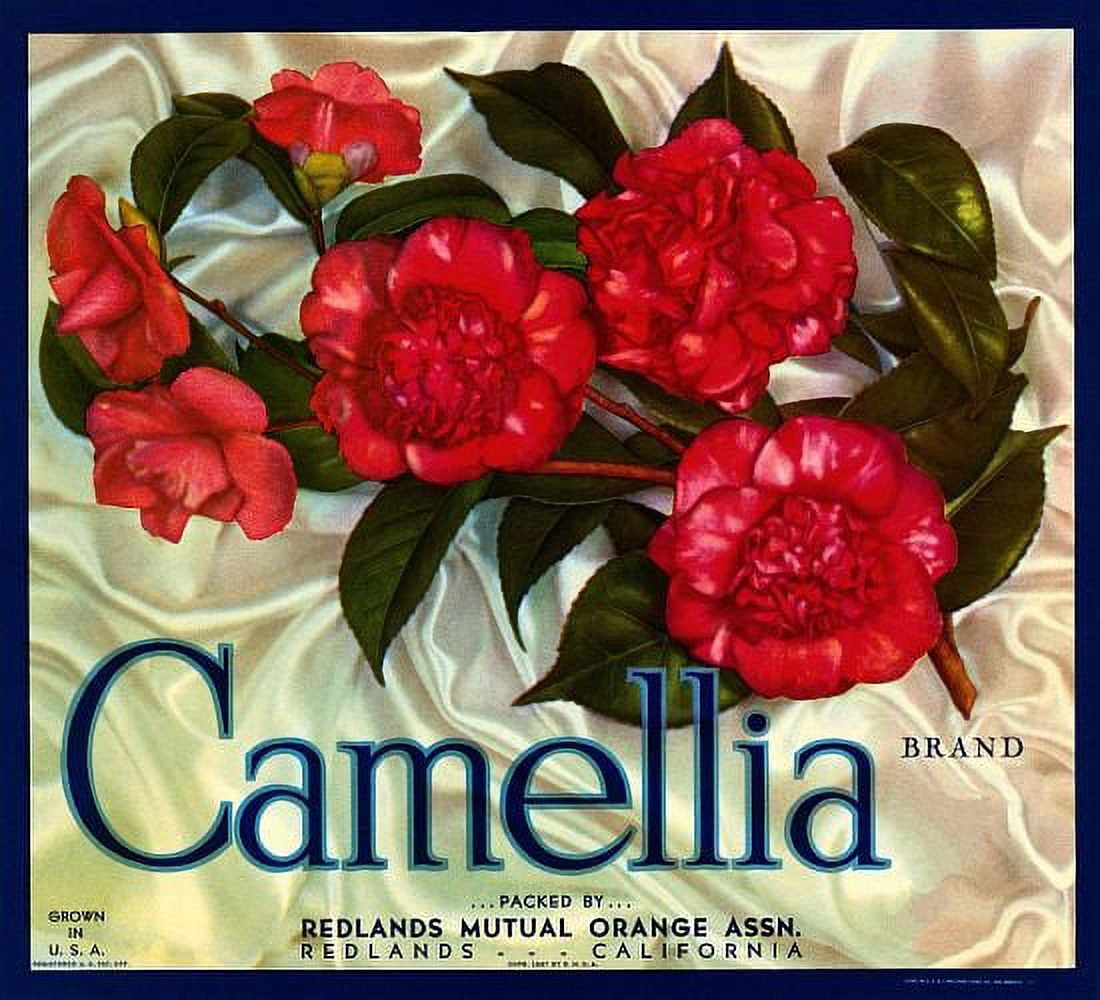 Camellia Brand Oranges Label Canvas Art - (24 x 36)