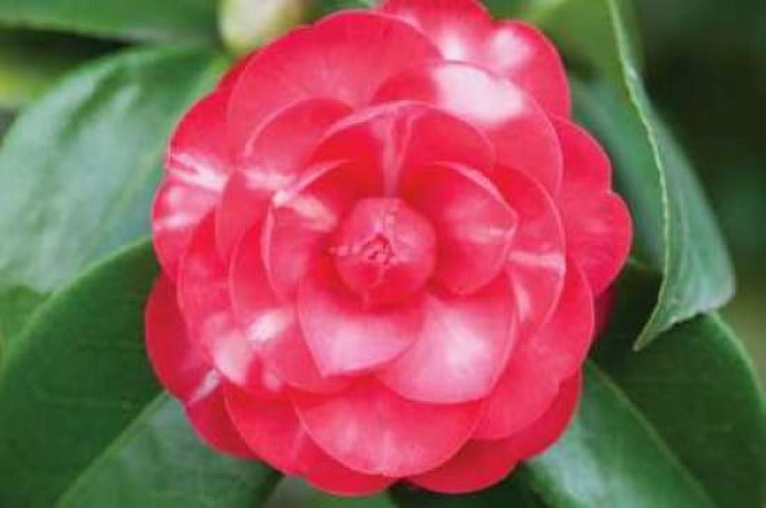Camellia Flower I Canvas Art - Erin Berzel (20 x 28)