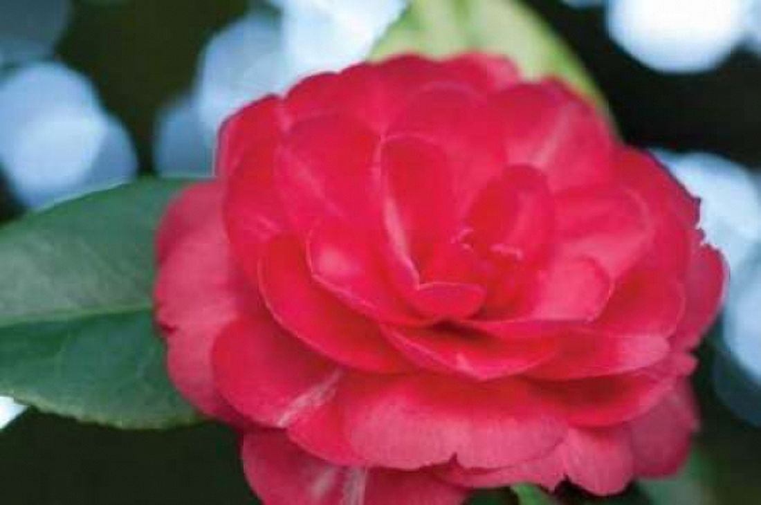 Camellia Flower II Canvas Art - Erin Berzel (20 x 28)