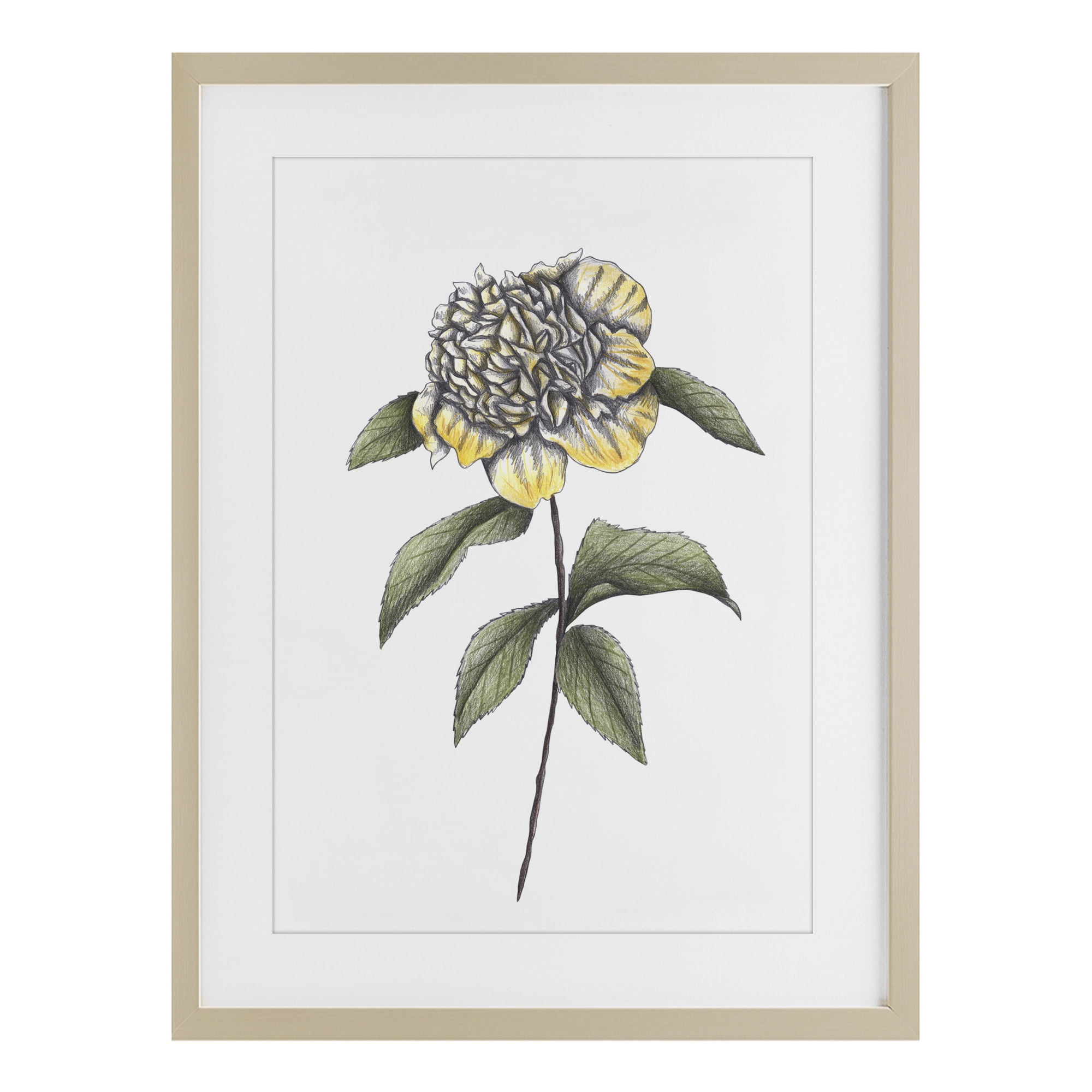 Camellia Flower Illustration Birch Framed Print Under Glass, design by Cecilia Battaini
