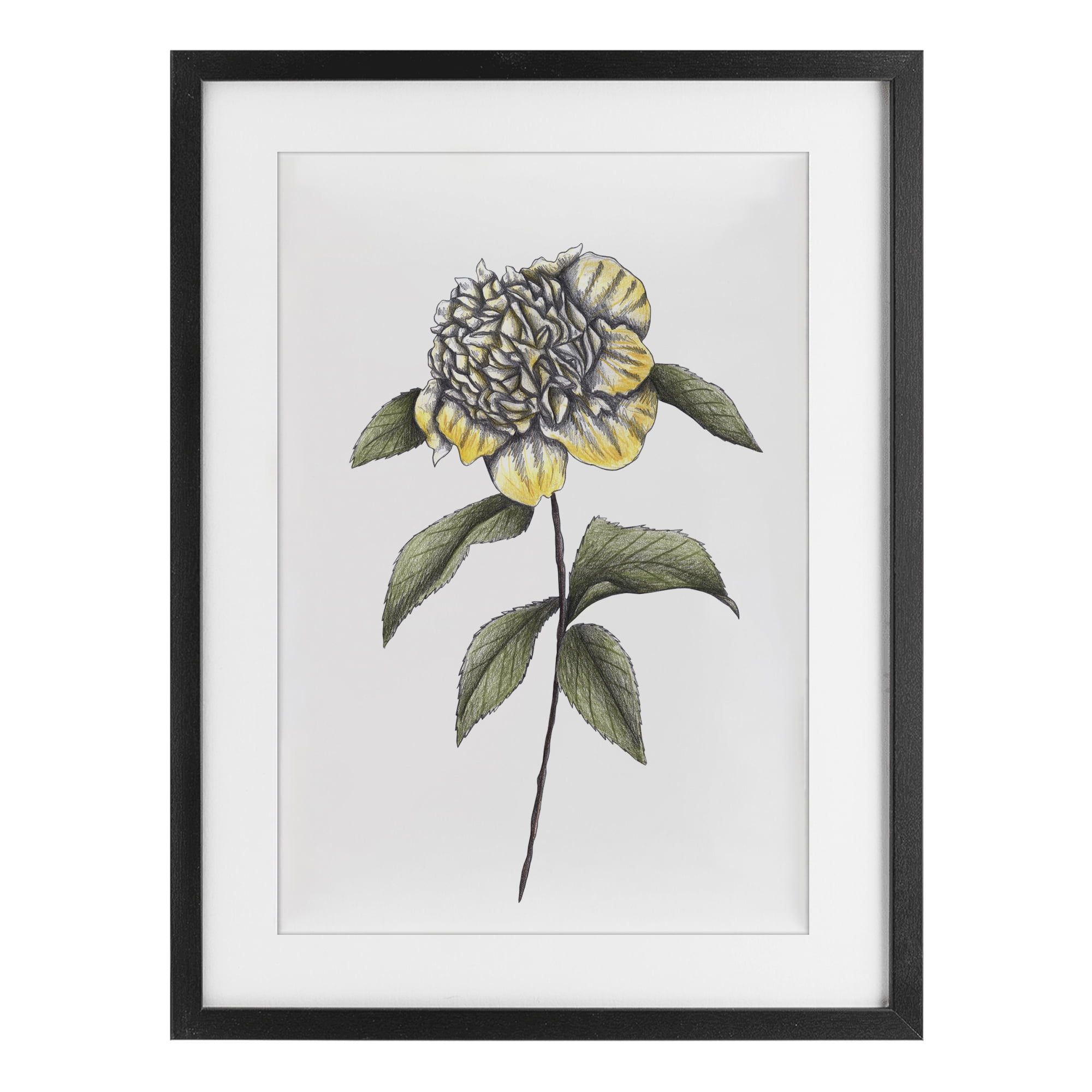 Camellia Flower Illustration Black Framed Print Under Glass, design by Cecilia Battaini