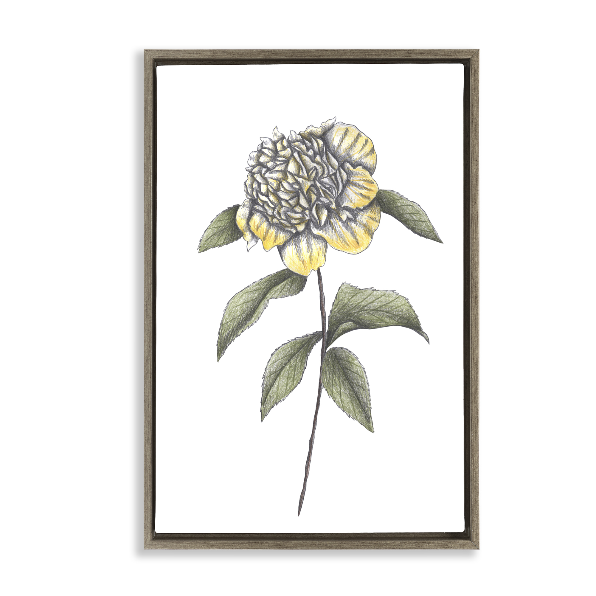 Camellia Flower Illustration Brown Framed Floater Canvas Wall Art, design by Cecilia Battaini