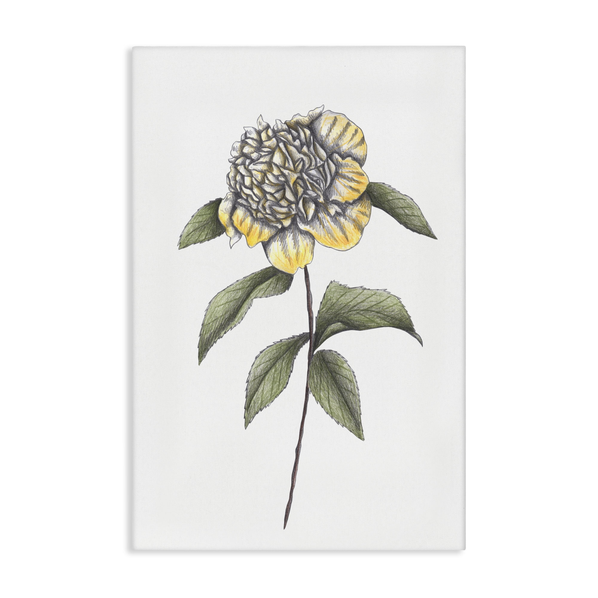 Camellia Flower Illustration Canvas Wall Art, design by Cecilia Battaini
