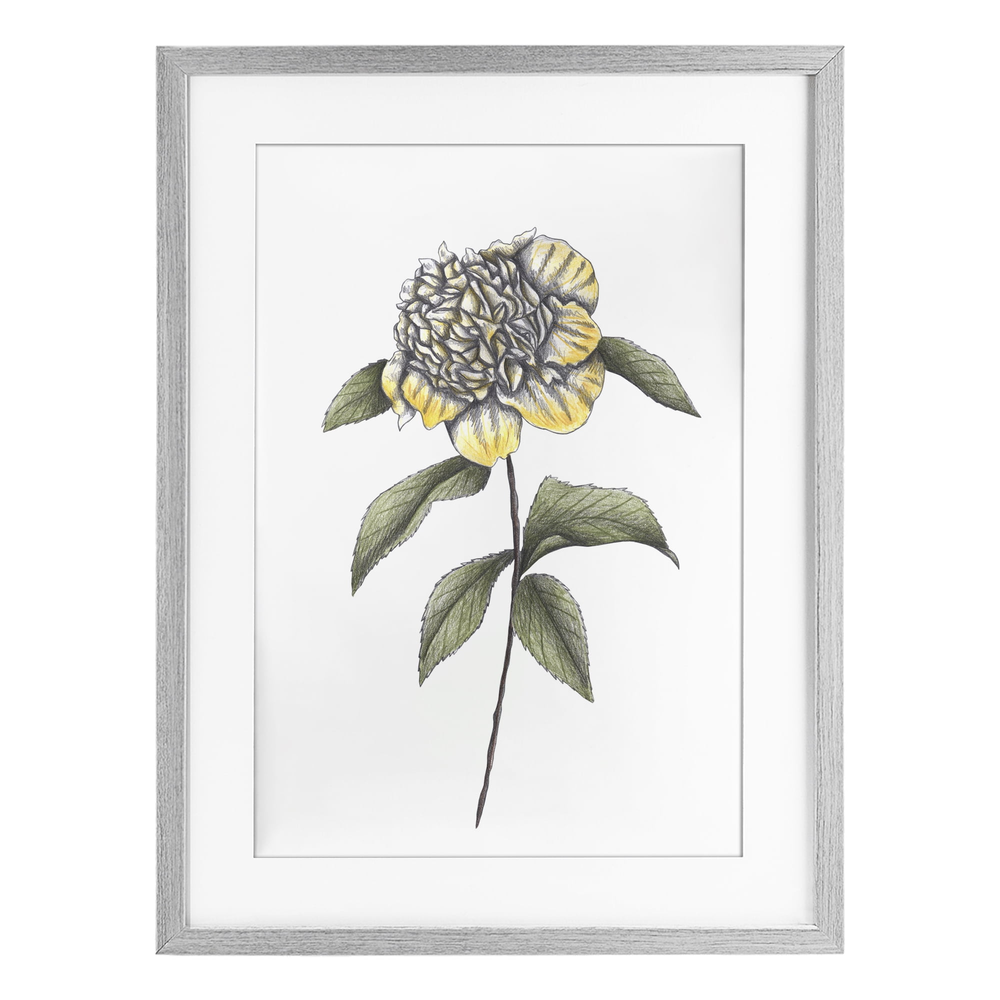 Camellia Flower Illustration Gray Framed Print Under Glass, design by Cecilia Battaini