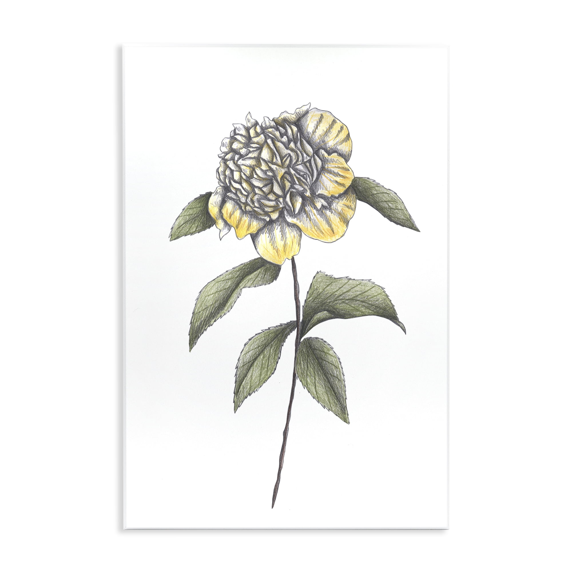 Camellia Flower Illustration Wall Plaque Art, design by Cecilia Battaini