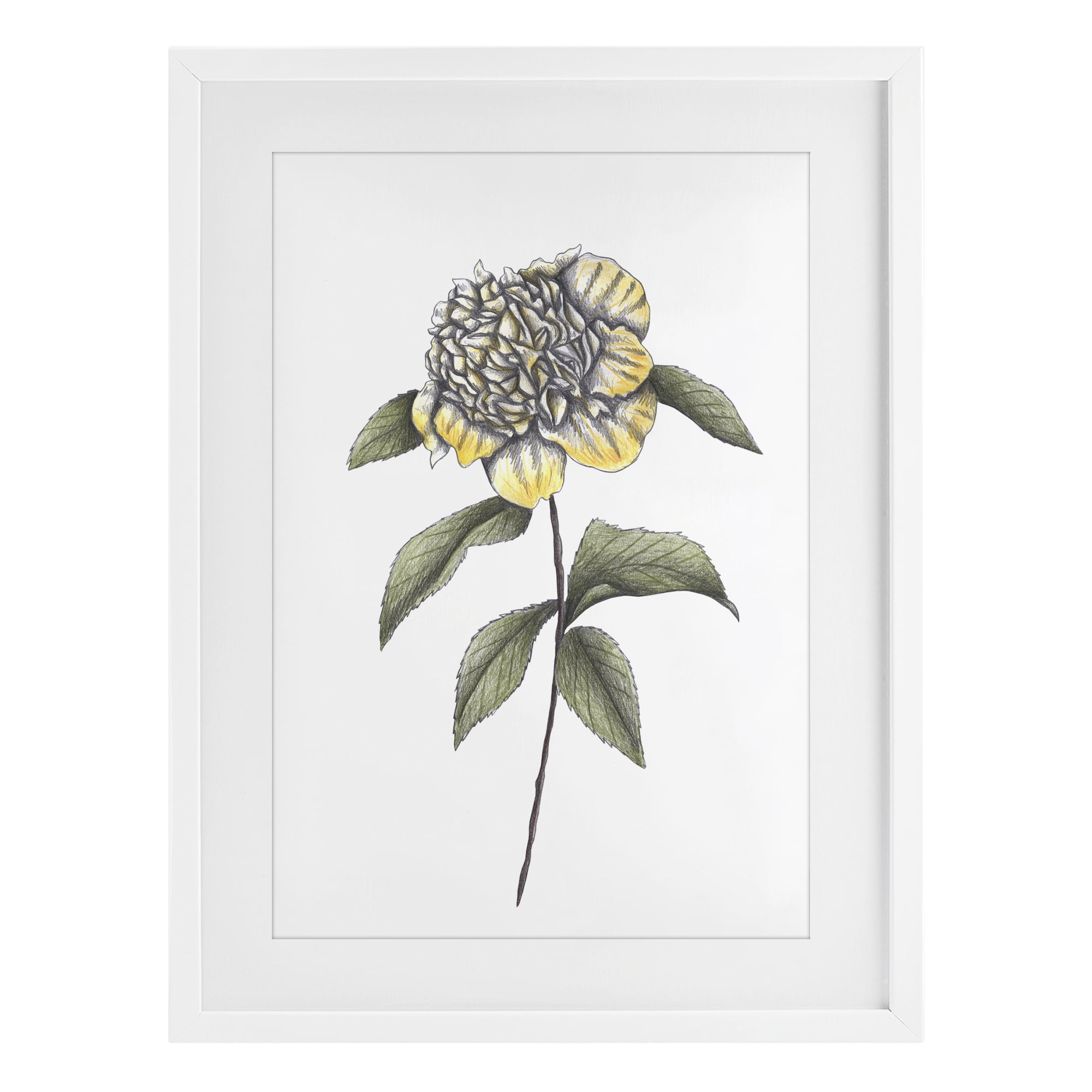 Camellia Flower Illustration White Framed Print Under Glass, design by Cecilia Battaini