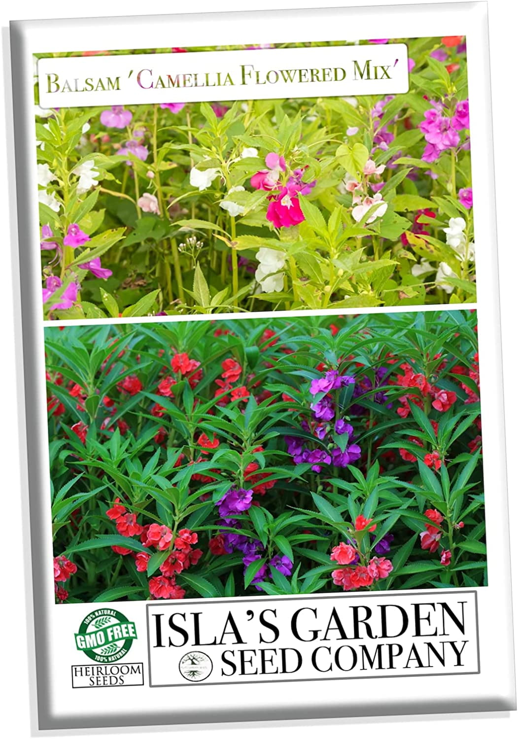 100+ Balsam Camellia Seeds – Impatiens Balsamina Flower Annual USA Free Shipping